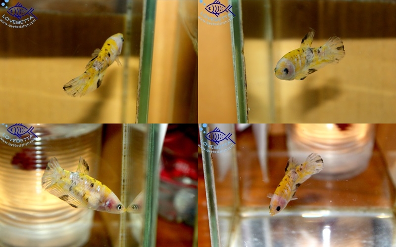 (ขายแล้วครับ)"คัดเกรด"ปลากัดครีบสั้นตัวเมีย-Halfmoon Plakats Fancy Yellow Koi
