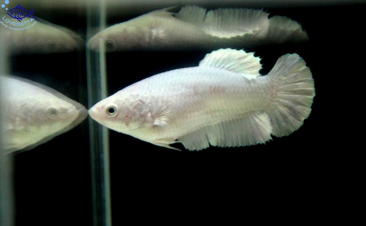 (ขายแล้วครับ)"คัดเกรด"ปลากัดครีบสั้นตัวเมีย-Halfmoon Plakats Female White Platinum