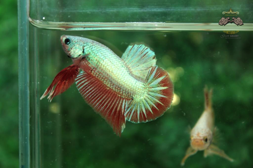 ปลากัดคัดเกรดครีบสั้น - Halfmoon Plakad Fancy Grizzled Quality Grade