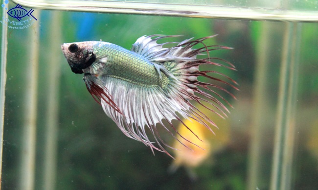(ขายแล้วครับ)ปลากัดครีบยาวหางมงกุฏ-Crowntails Fancy Copper