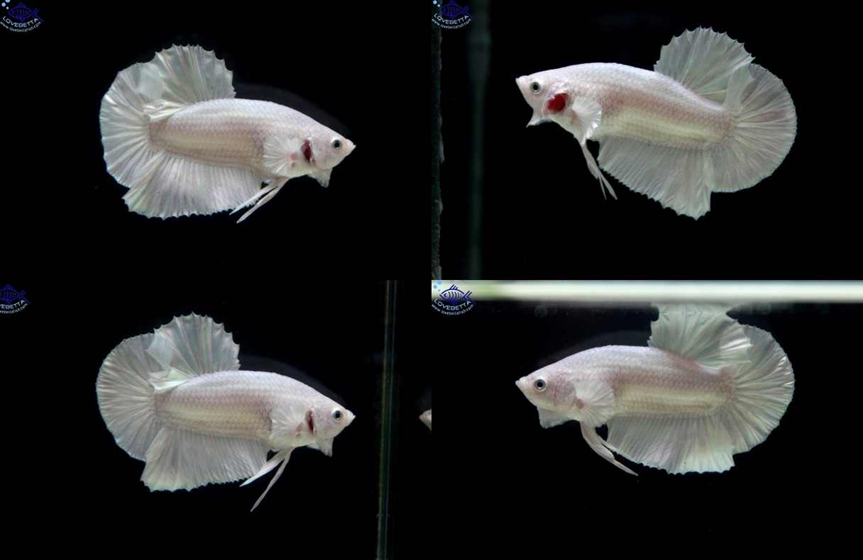 (ขายแล้วครับ)"คัดเกรด"ปลากัดครีบสั้น-Halfmoon Plakats White Platinum