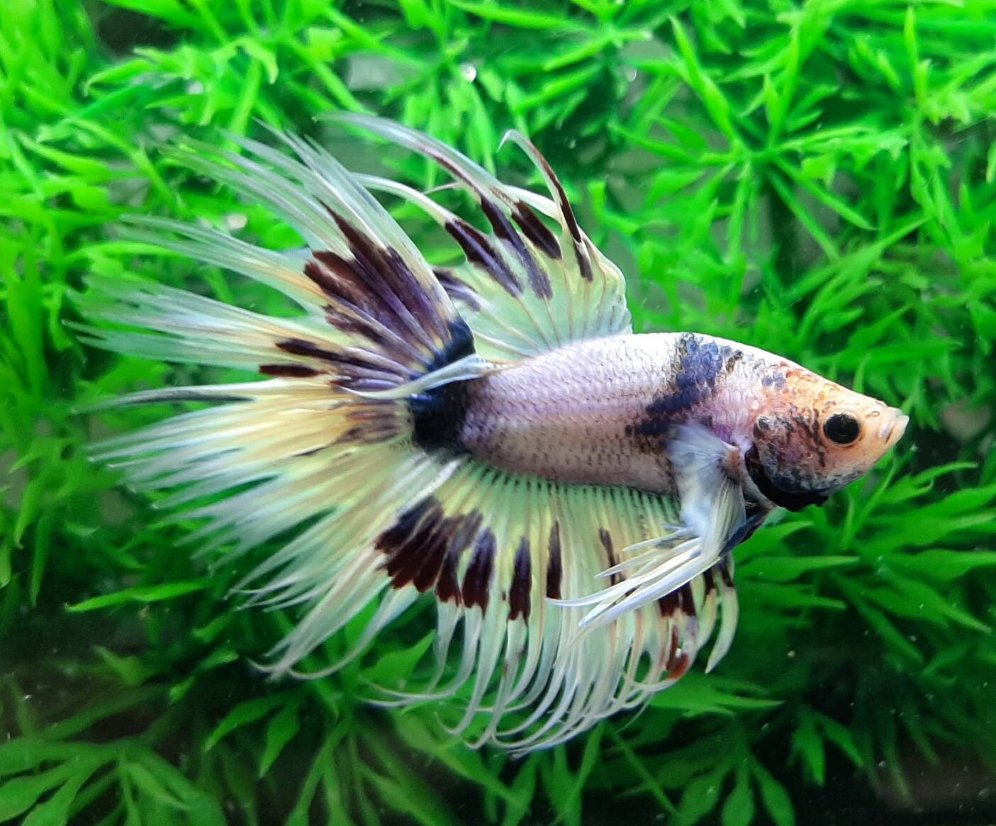 ปลากัดครีบยาวหางมงกุฎ-Crowntails Fancy Colors Premium Quality Grade