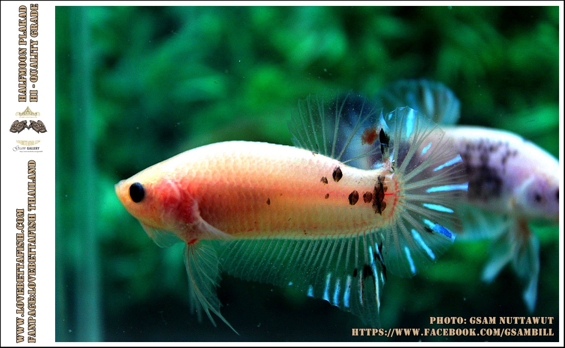 คัดเกรดปลากัดครีบสั้น-Halfmoon Plakad Fancy KOI