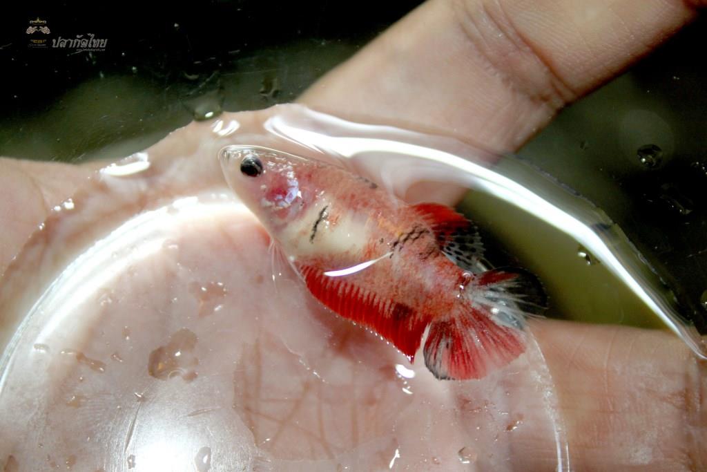 ปลากัดคัดเกรดครีบสั้นตัวเมีย - Female Halfmoon Plakad Fancy Koi Quality Grade
