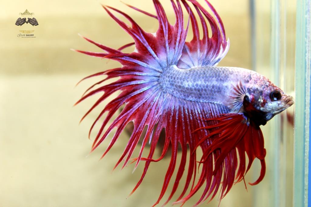 คัดเกรดปลากัดครีบยาวหางมงกุฎ - CrownTails Fancy Quality Grade