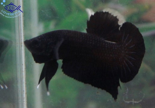 (ขายแล้วครับ)"คัดเกรด"ปลากัดครีบสั้น-Halfmoon Plakats Super Black