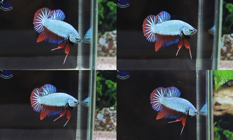 (ขายแล้วครับ)"คัดเกรด"ปลากัดครีบสั้น-Halfmoon Plakats Fancy
