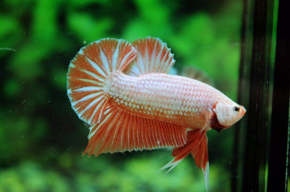 คัดเกรดปลากัดครีบสั้น-Halfmoon Plakad Fancy Orange Dragon Hi Quality Grade