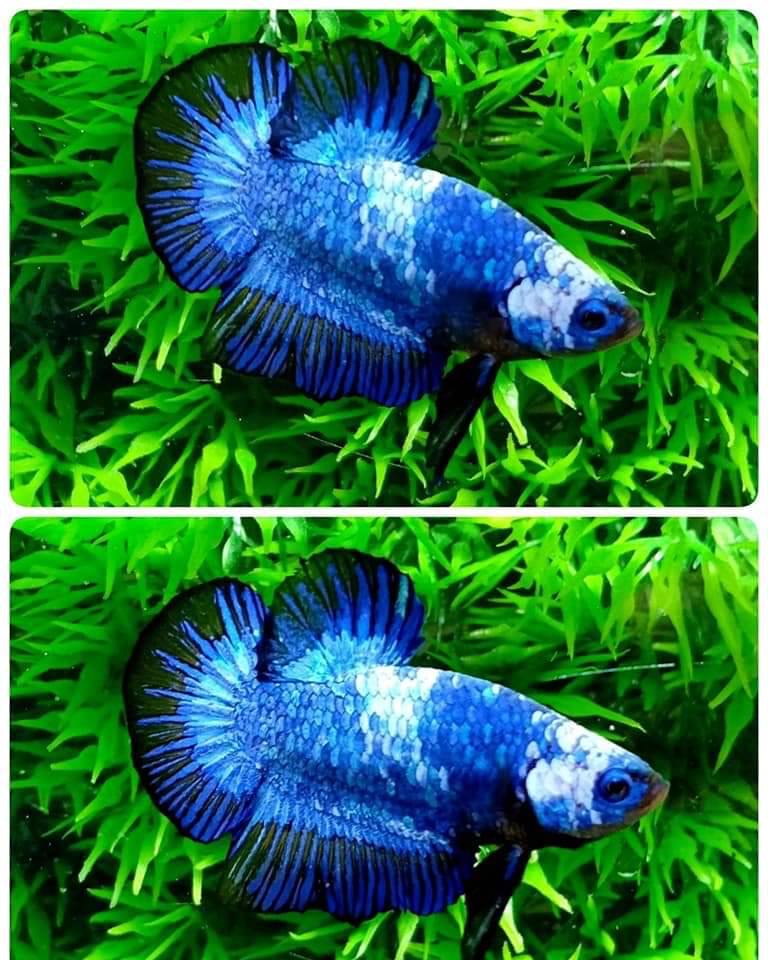 ปลากัดคัดเกรดครีบสั้น - Halfmoon Plakad Fancy Dragon Premium Quality Grade