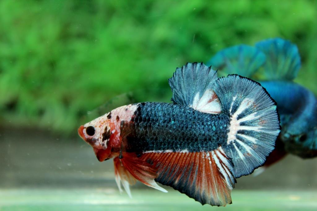 คัดเกรดปลากัดครีบสั้น-Halfmoon Plakad Premium Quality Grade Fancy Dragon AAA+ Over Tails (หน้ากากขาว)