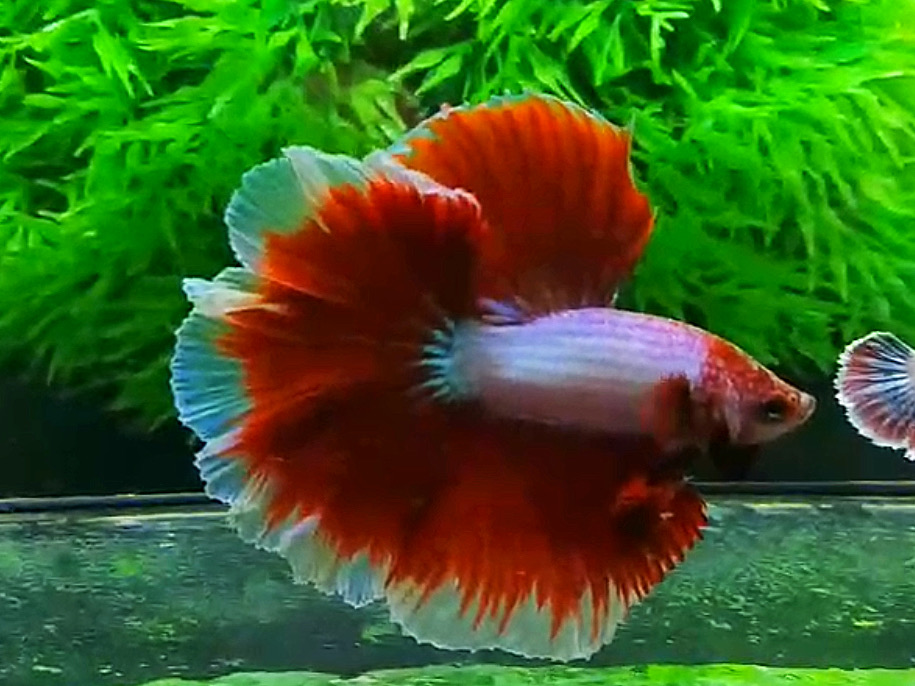 ปลากัดคัดเกรดครีบยาว - Halfmoon Fancy Red Butterfly Colors Full Premium Quality Grade