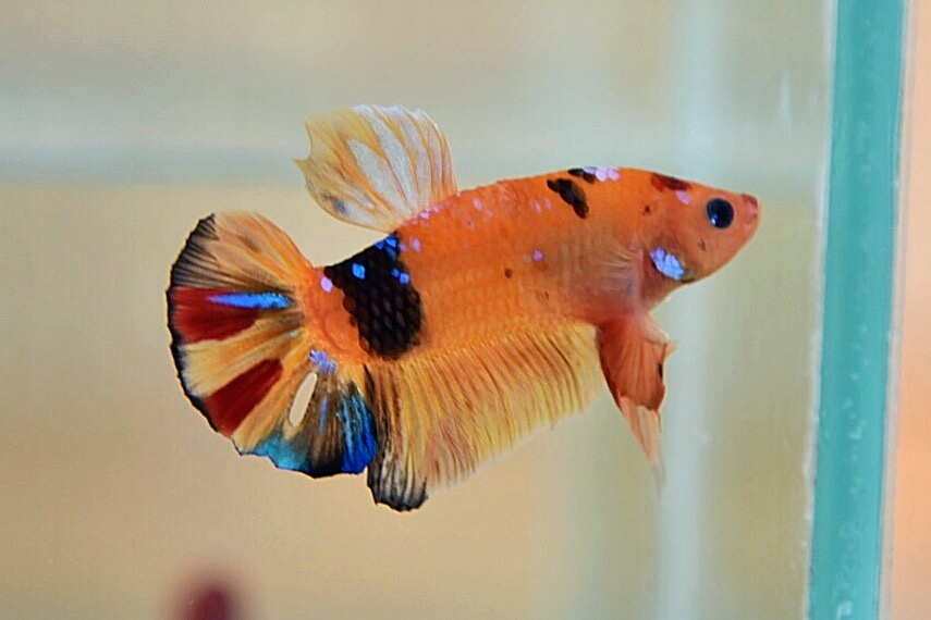 ปลากัดคัดเกรดครีบสั้น - Halfmoon Plakad Fancy Quality Grade