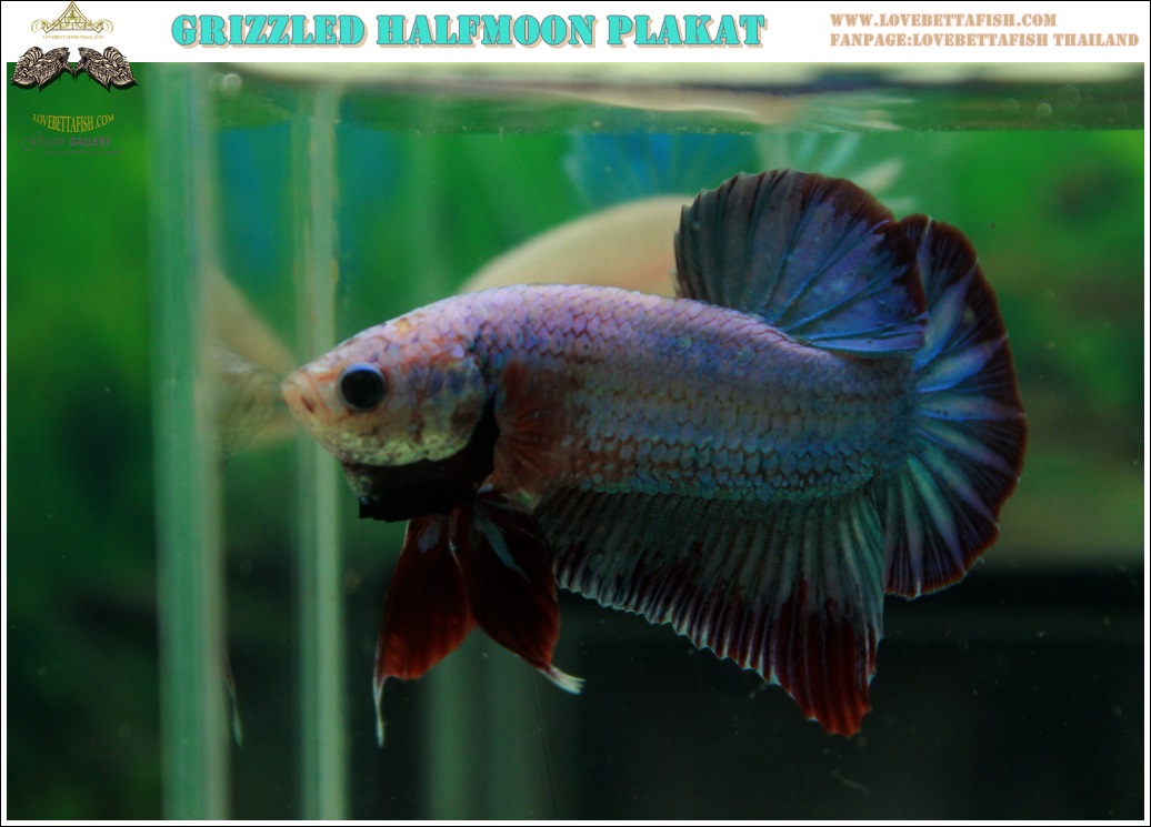 (ขายแล้วครับ)"คัดเกรด"ปลากัดครีบสั้น-Halfmoon Plakats Fancy Grizzled