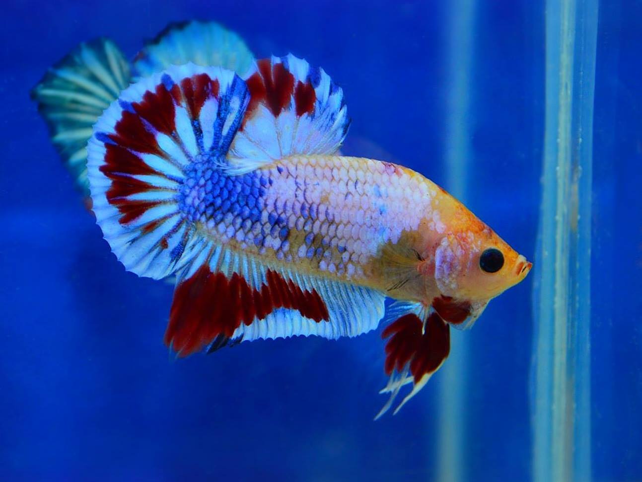 คัดเกรดปลากัดครีบสั้น-Halfmoon Plakat Fancy Dragon Quality Grade