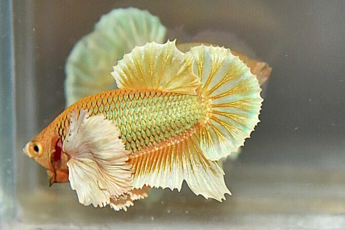 “หูใหญ่มากหูเป็นพวง”ปลากัดคัดเกรดครีบสั้นหูช้าง - Halfmoon Plakad Big Ear Premium Quality Grade AAA+