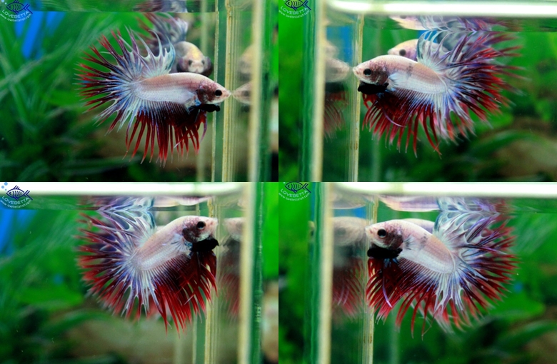 (ขายแล้วครับ)Crowntails Fancy