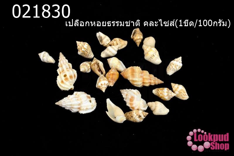 เปลือกหอยธรรมชาติ คละไซส์(1ขีด/100กรัม)