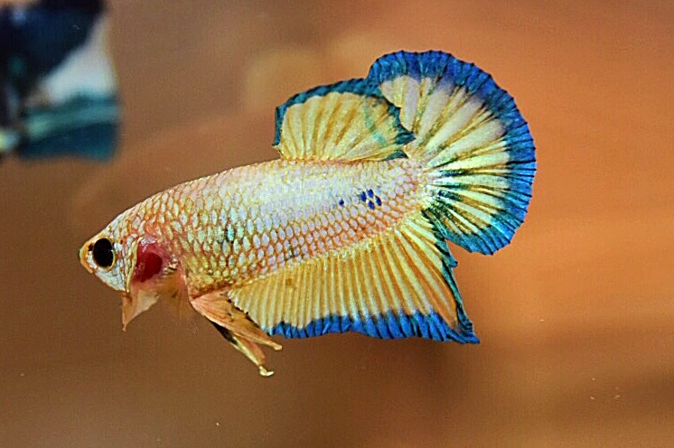 ปลากัดคัดเกรดครีบสั้น - Halfmoon Plakad Fancy Premium Quality Grade AAA+