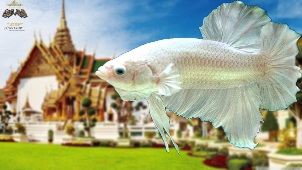 (ขายแล้วครับ)"คัดเกรด"ปลากัดครีบสั้น-Halfmoon Plakats White Platinum