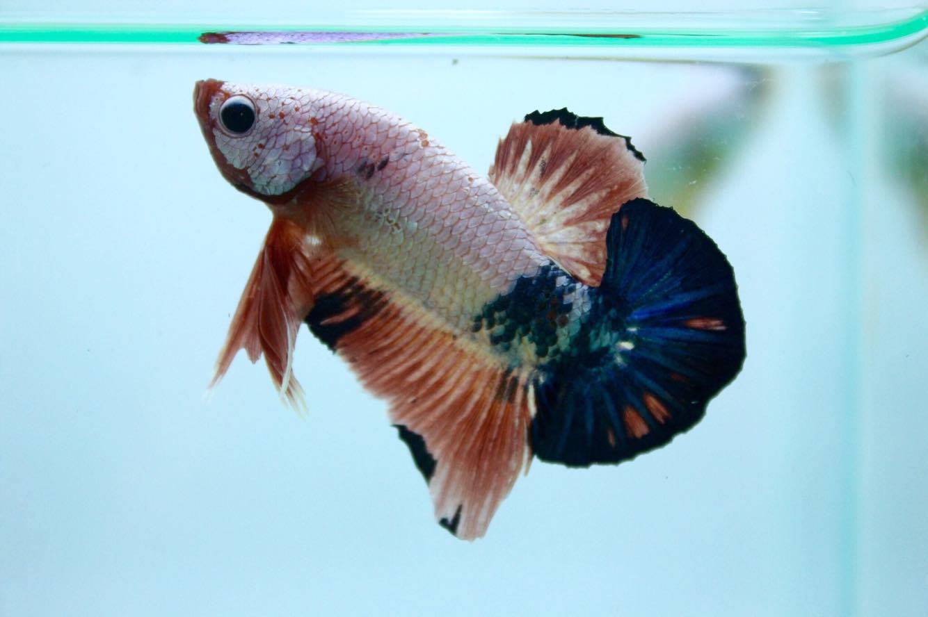 ปลากัดคัดเกรดครีบสั้น - Halfmoon Plakad Fancy Dragon Quality Grade