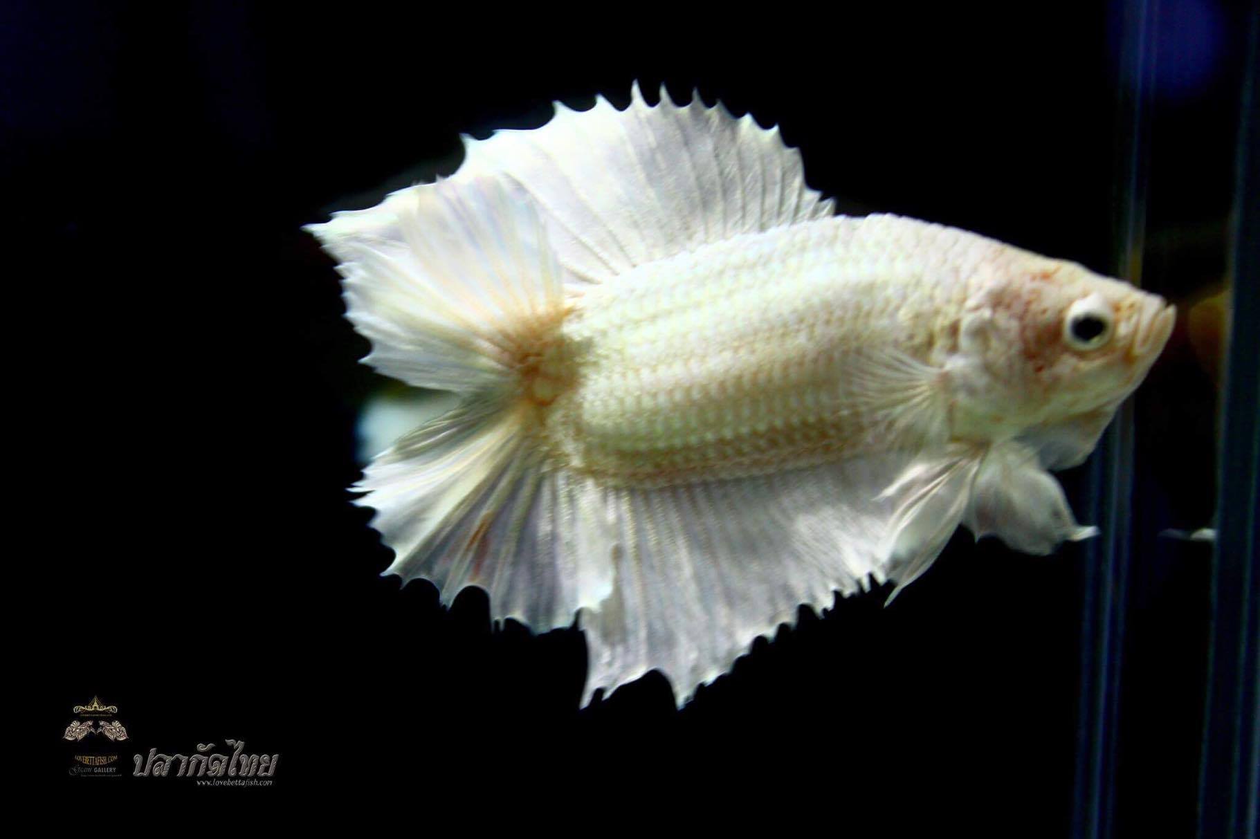 "คัดเกรด"ปลากัดครีบสั้นหางคู่-Double Tails White platinum Quality Grade