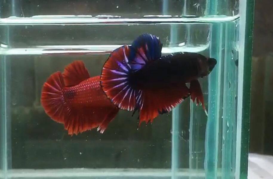 ปลากัดคัดเกรดครีบสั้น - Halfmoon Plakad Fancy Dragon Quality Grade
