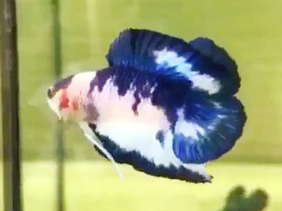 มาเบิ้ลหางคู่ ปลากัดคัดเกรดครีบสั้นสองหาง - Double Tails Fancy Blue Marble Premium Quality Grade