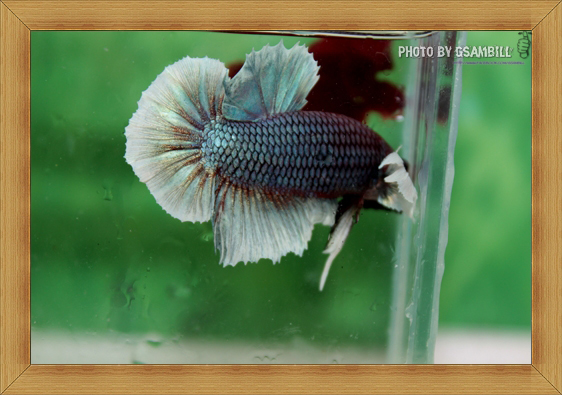 ปลากัดครีบสั้น - Fancy Halfmoon Plakats