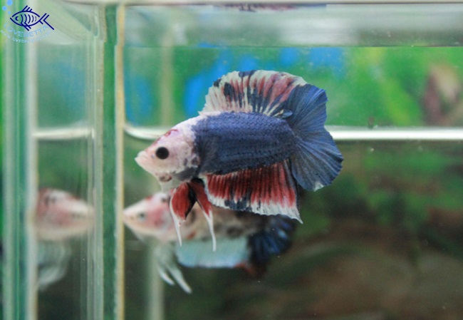 (ขายแล้วครับ)"คัดเกรด"ปลากัดครีบสั้นหางคู่-Halfmoon Plakats Double tails Super Fancy