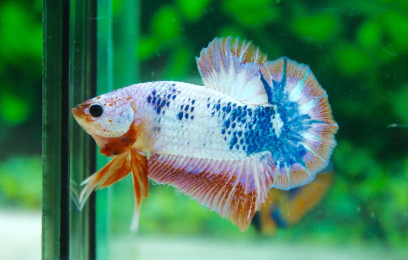 คัดเกรดปลากัดครีบสั้น - Halfmoon Plakad Quality Grade Fancy Dragon