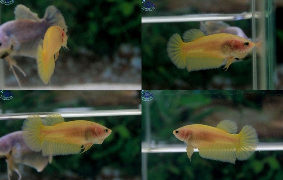 (ขายแล้วครับ)"คัดเกรด"ปลากัดครีบสั้นตัวเมีย-Halfmoon Plakats Female Yellow