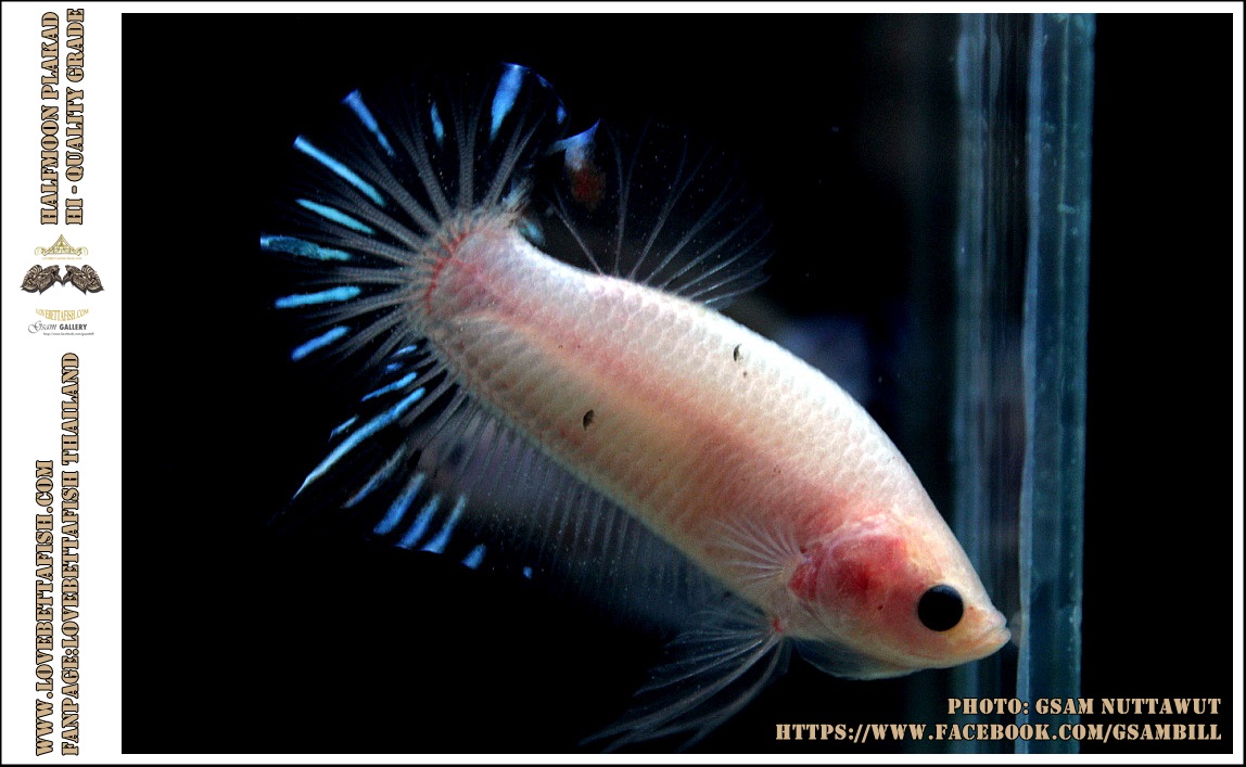 คัดเกรดปลากัดครีบสั้น-Halfmoon Plakad Fancy KOI