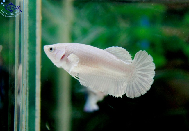 (ขายแล้วครับ)"คัดเกรด"ปลากัดครีบสั้นตัวเมีย-Halfmoon Plakats White Platinum Female Grade AAA