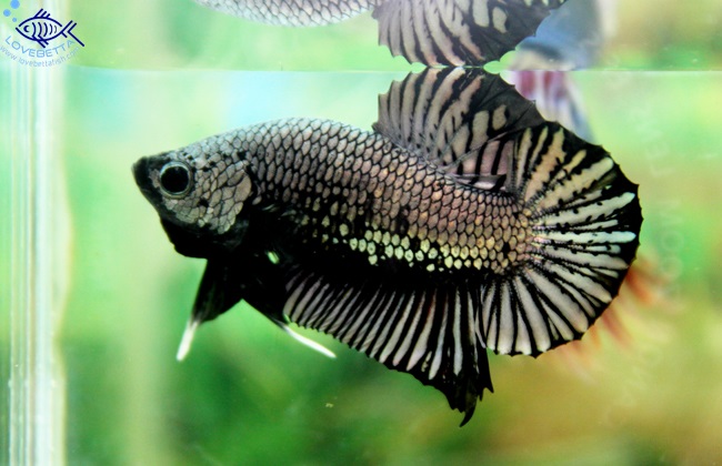 (ขายแล้วครับ)"คัดเกรด"ปลากัดครีบสั้น - Halfmoon Plakats Copper