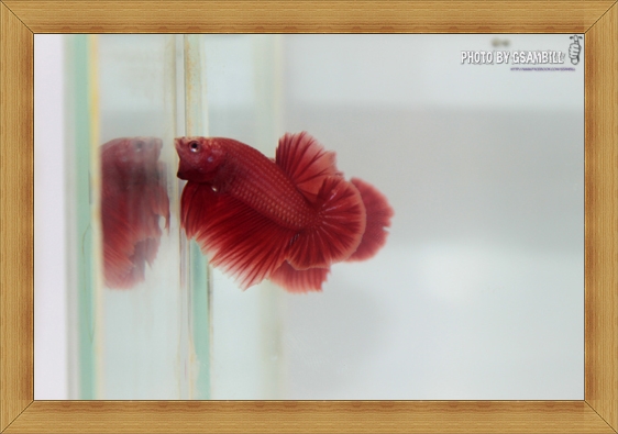 (ขายแล้วครับ)SUPER RED2
