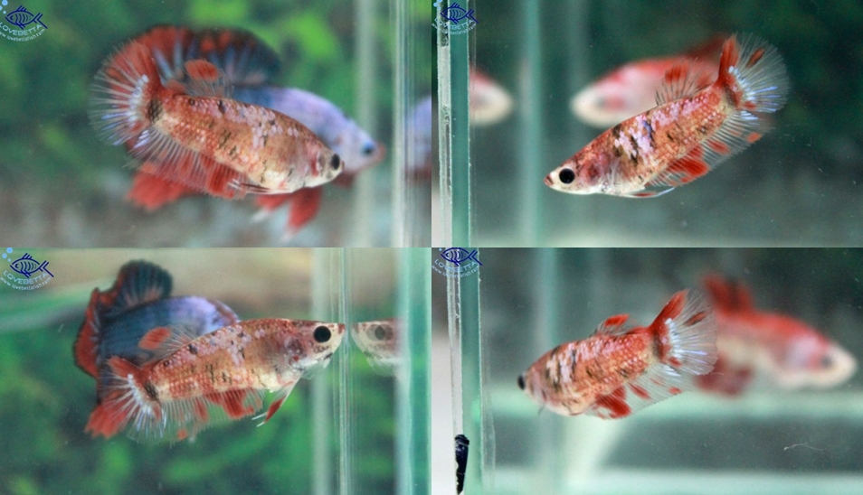(ขายแล้วครับ)"คัดเกรด"ปลากัดครีบสั้นตัวเมีย-Female Halfmoon Plakats Fancy Red Koi