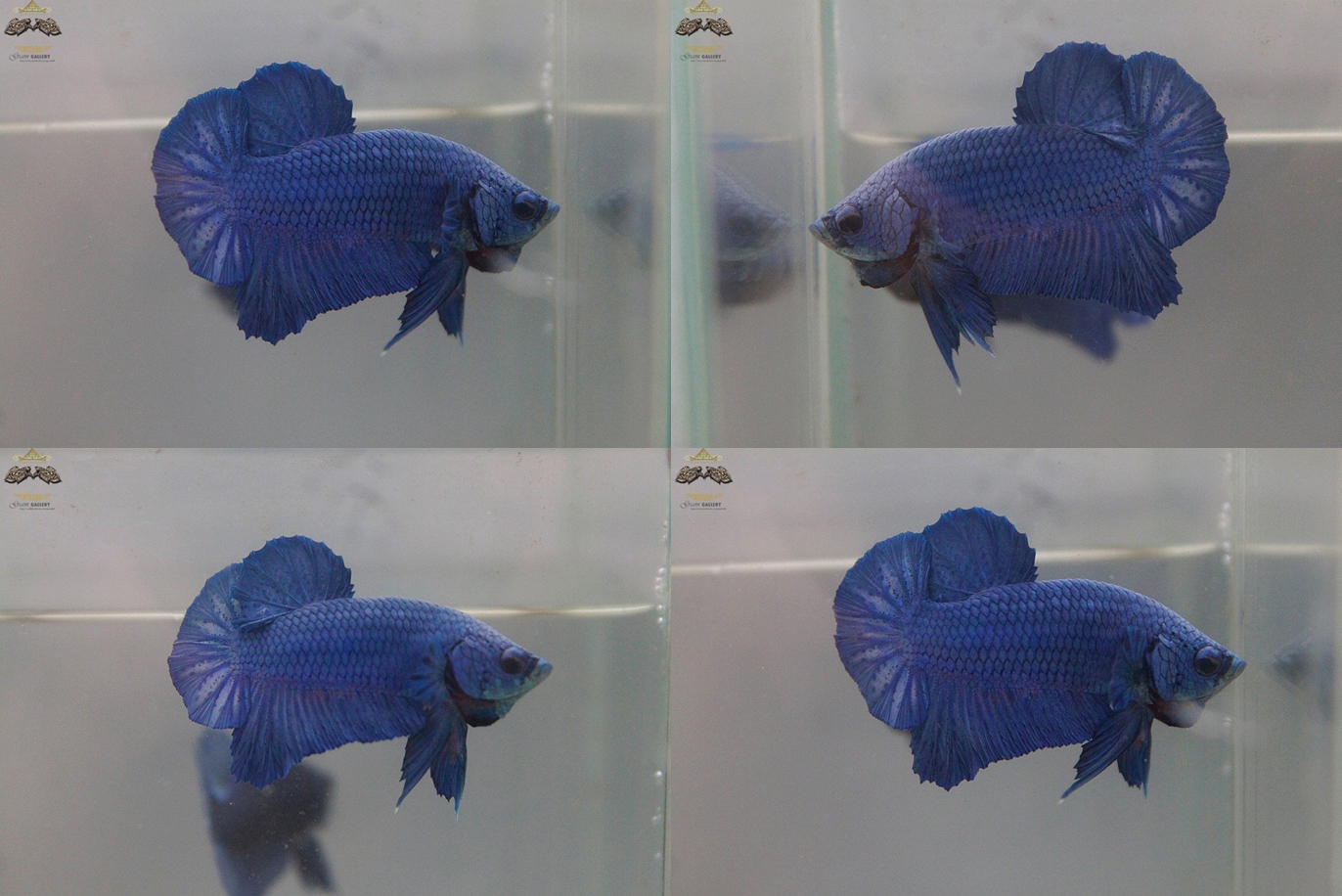 (ขายแล้วครับ)"คัดเกรด"ปลากัดครีบสั้น-Halfmoon Plakats STEEL BLUE METALLIC