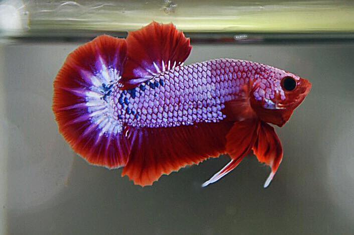 "แฟนซีดราก้อน" ปลากัดคัดเกรดครีบสั้น - Halfmoon Plakad Fancy Dragon Premium Quality Grade