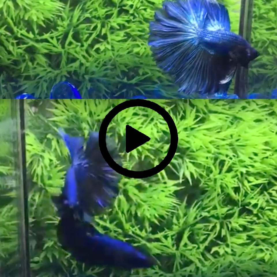 ปลากัดคัดเกรดครีบยาวตัวผู้และตัวเมีย 1 คู่ Male + Female Halfmoon "Blue Black" Premium Quality Grade 1 Pair
