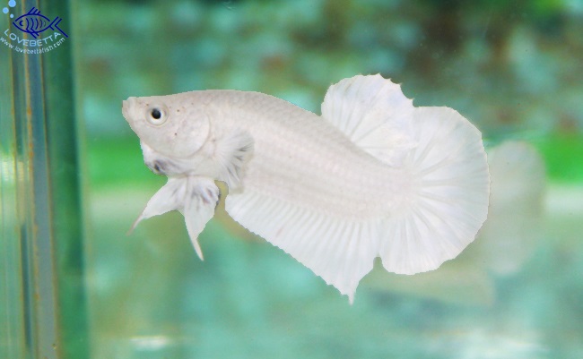 (ขายแล้วครับ)"คัดเกรด"ปลากัดครีบสั้น-Halfmoon Plakats0 White