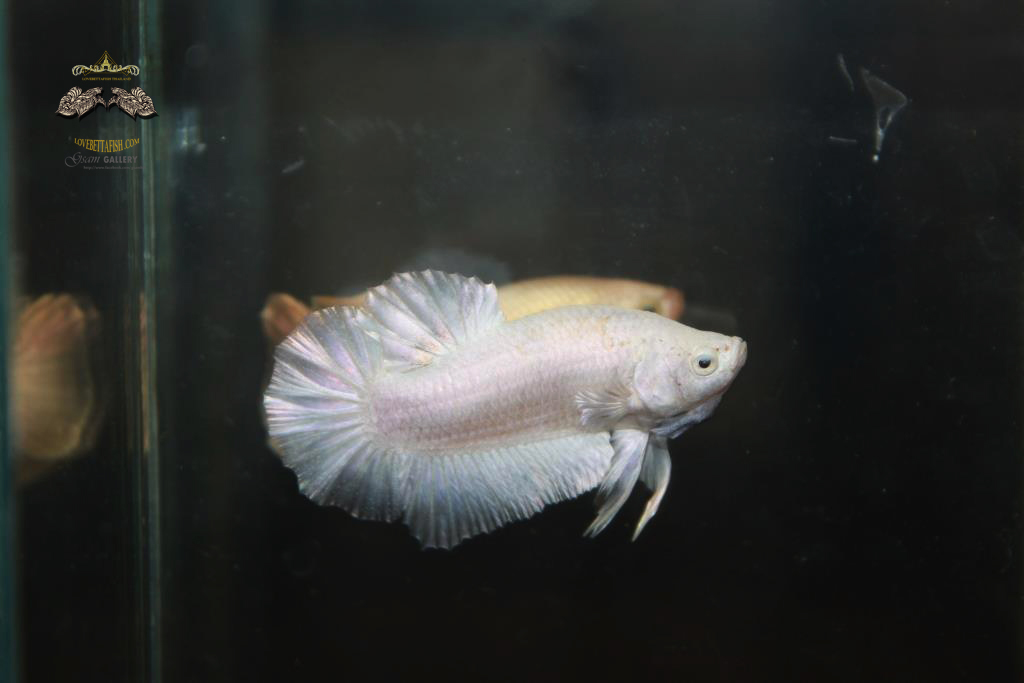 ปลากัดครีบสั้น -Halfmoon Plakad White Platinum