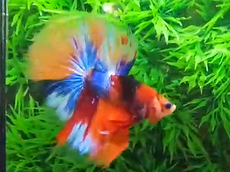ปลากัดคัดเกรดครีบยาว - Halfmoon Fancy Koi Colors Full Premium Quality Grade