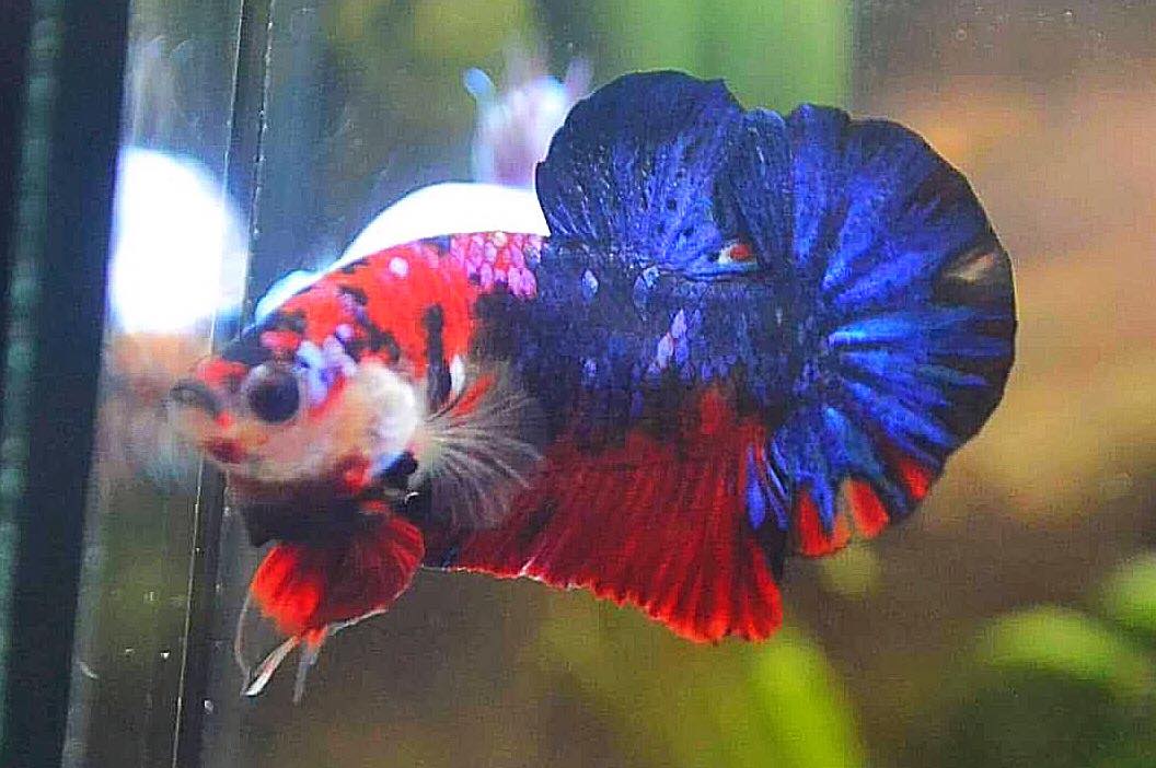 ปลากัดคัดเกรดครีบสั้น - Halfmoon Plakad Fancy Koi Galaxy Premium Quality Grade