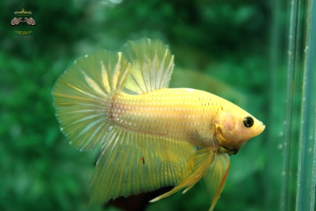 ปลากัดคัดเกรดครีบสั้น - Halfmoon Plakad Gold Yellow Quality Grade