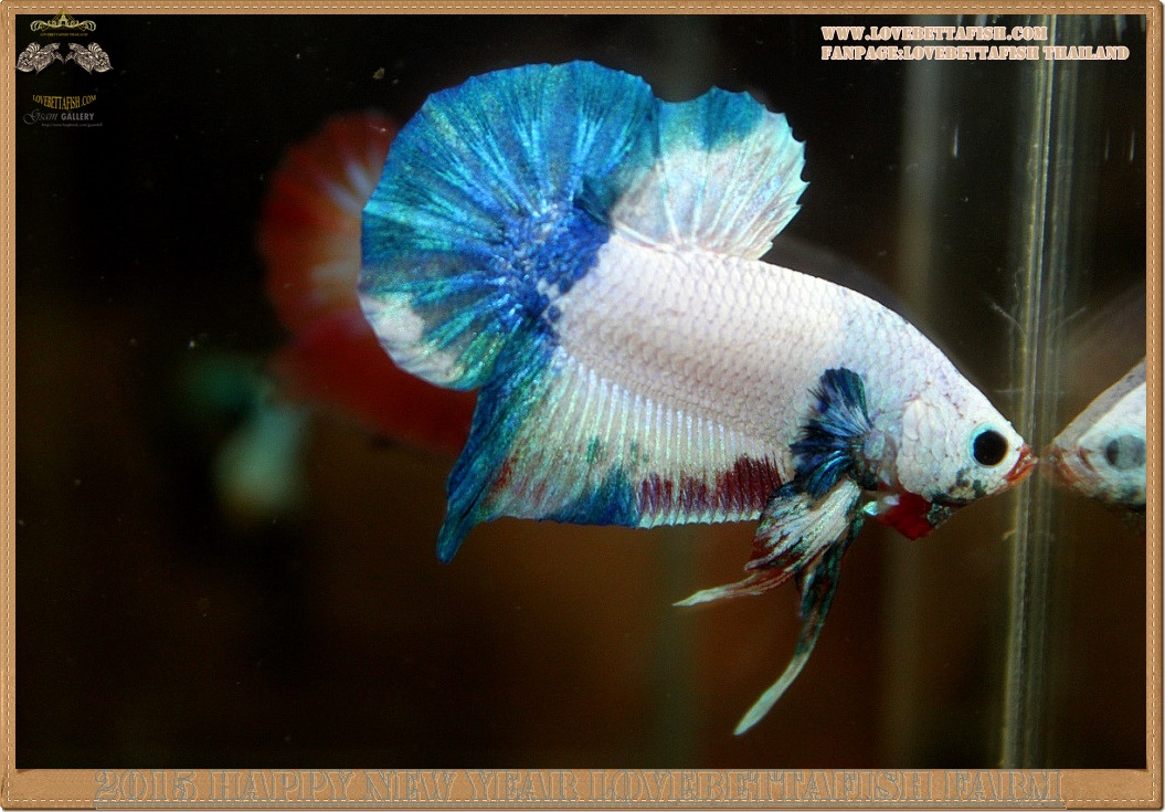 ปลากัดครีบสั้น-Halfmoon Plakat Fancy Marble