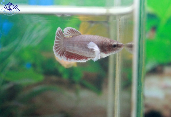 (ขายแล้วครับ)"คัดเกรด"ปลากัดครีบสั้นตัวเมีย-Halfmoon Plakats Big Ear Lavender