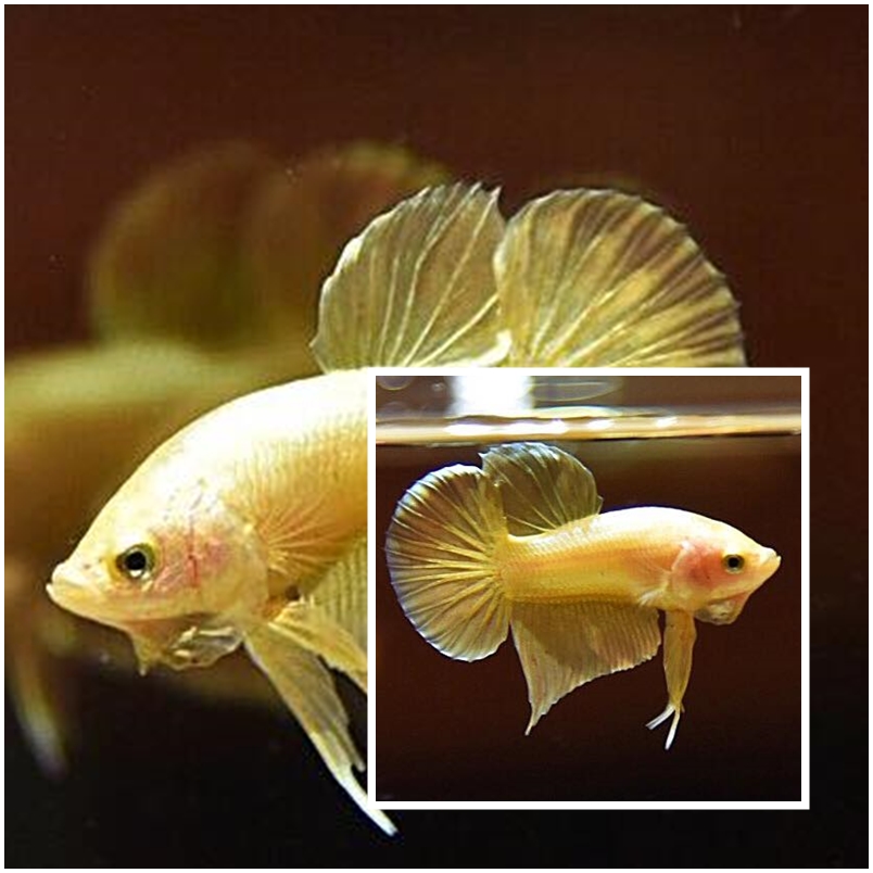 "ปลากัดสีทอง Super Gold" ปลากัดคัดเกรดครีบสั้น - Halfmoon Plakad Super Gold Quality Grade