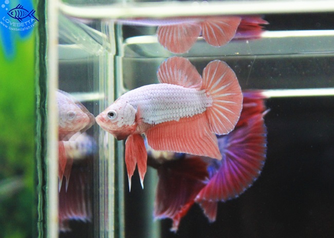 (ขายแล้วครับ)ปลากัดครีบสั้น - Orenge Dragon Halfmoon Plakats