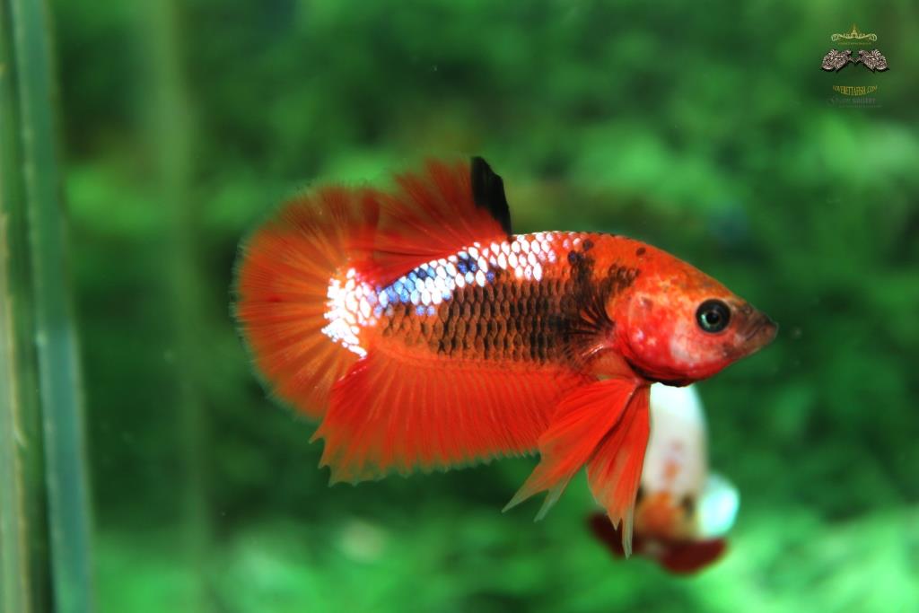 คัดเกรดปลากัดครีบสั้น - Halfmoon Plakad Premium Quality Grade AAA+ Fancy เนื้อส้ม ไส้ส้ม