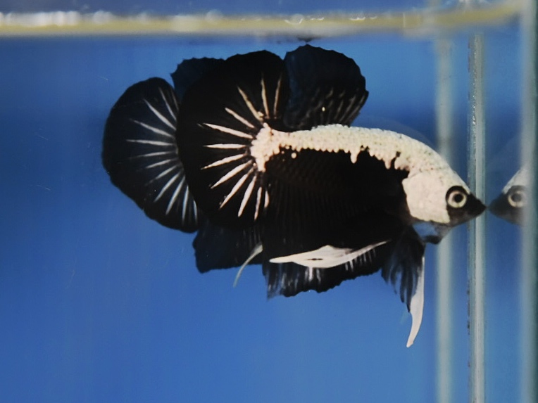 'ปลาวัยรุ่นอนาคตไกล' ปลากัดคัดเกรดครีบสั้น - Halfmoon Plakad Black Samurai Premium Quality Grade